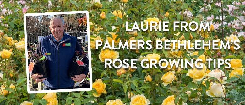 Ask a Palmers Expert: Laurie's rose growing tips