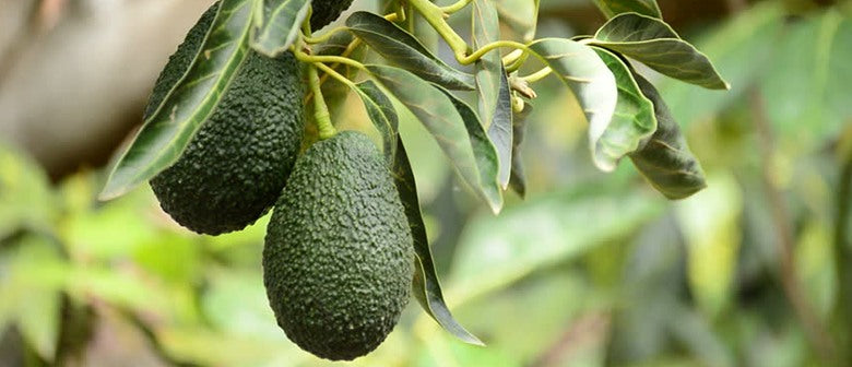 How to Grow Avocados