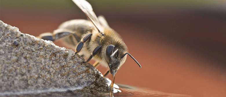 DIY Bee Bath