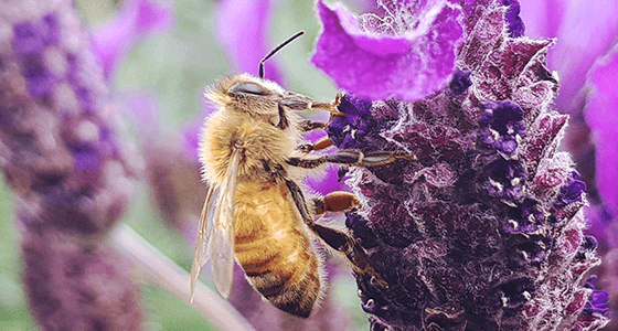 Helping Our Bees – What You Can Do
