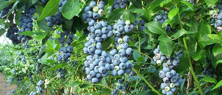 Edible Hedges