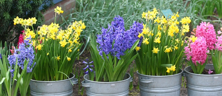 How to Grow Bulbs in Containers