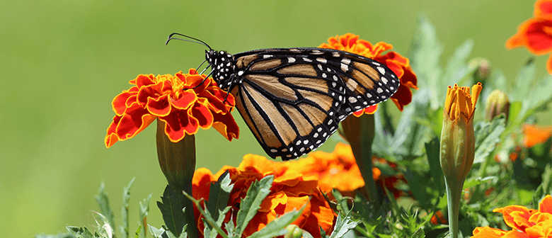How to Create a Butterfly Garden