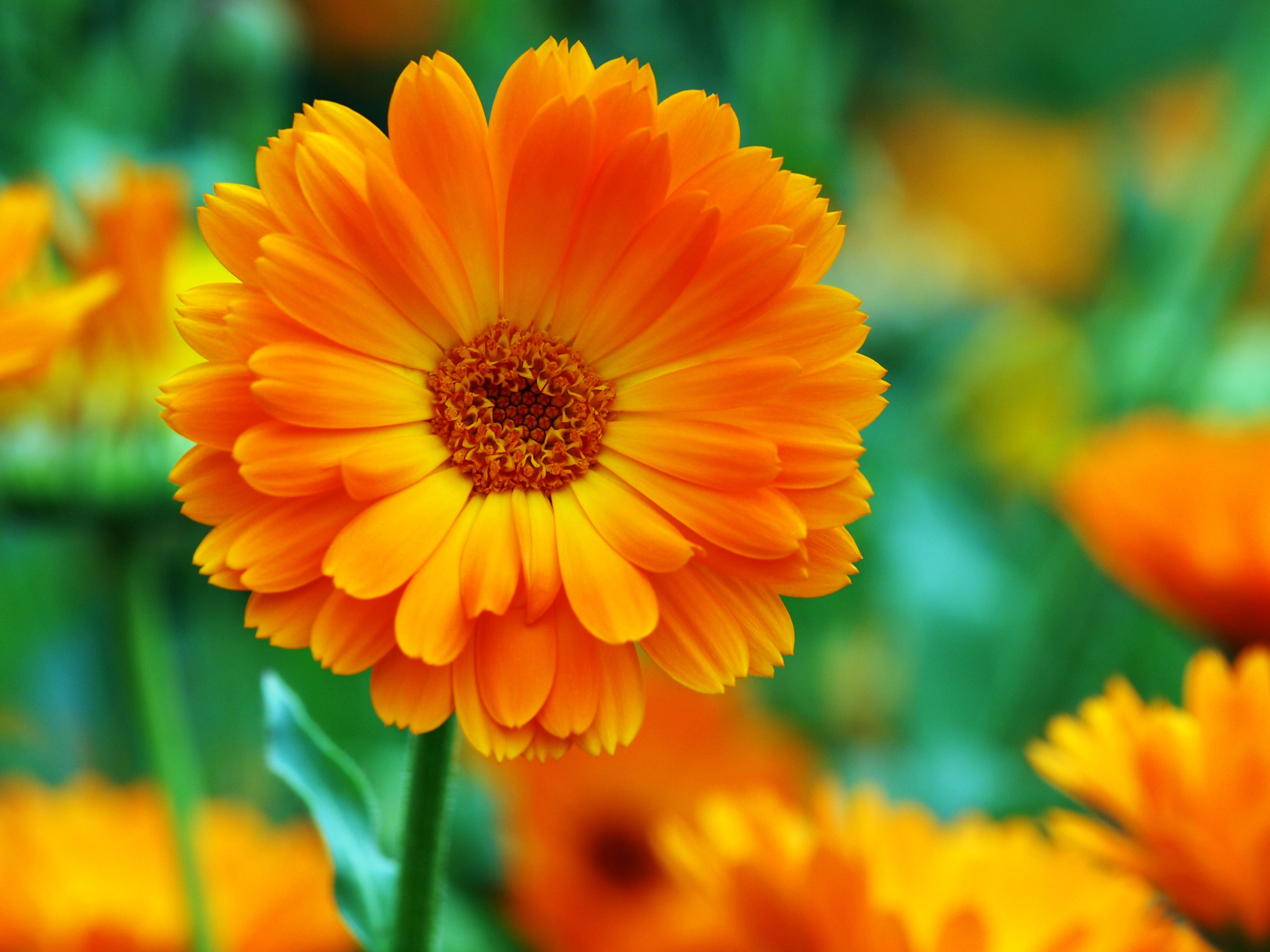 How to Grow Calendula