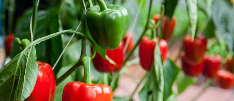 Growing capsicum sales from seed