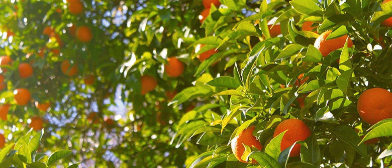 Citrus Care and Varieties