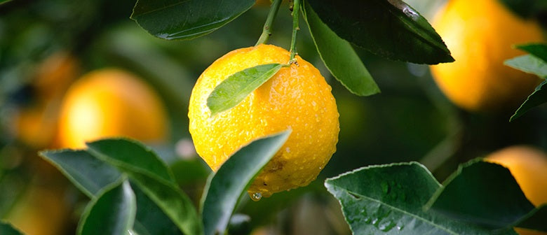 What's Wrong with my Citrus Tree?