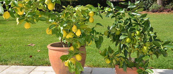 Growing Citrus Trees in Pots