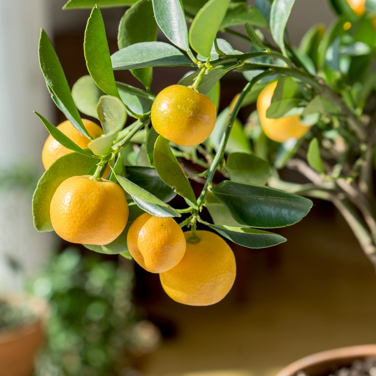 How to Grow Citrus