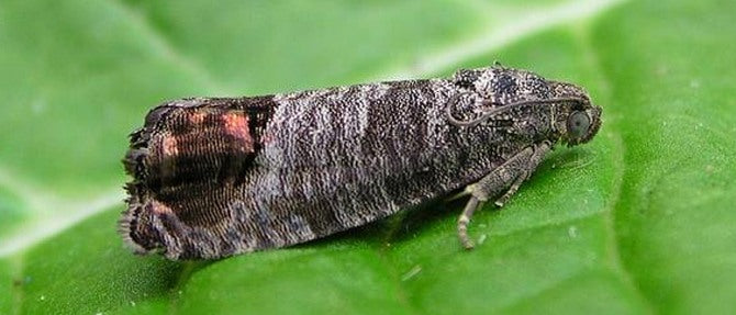 Dealing with Codling and Guava Moths