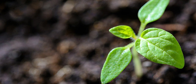 10 Ways to use Coffee in your Garden