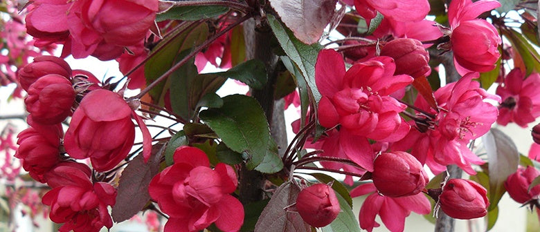 Crab Apple: A Hard Working Tree