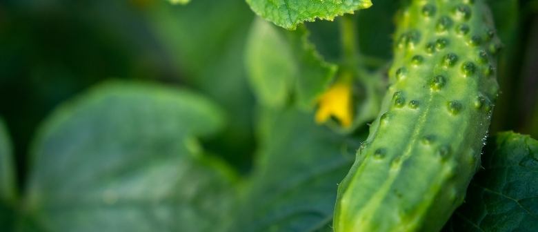 How to Grow Cucumbers