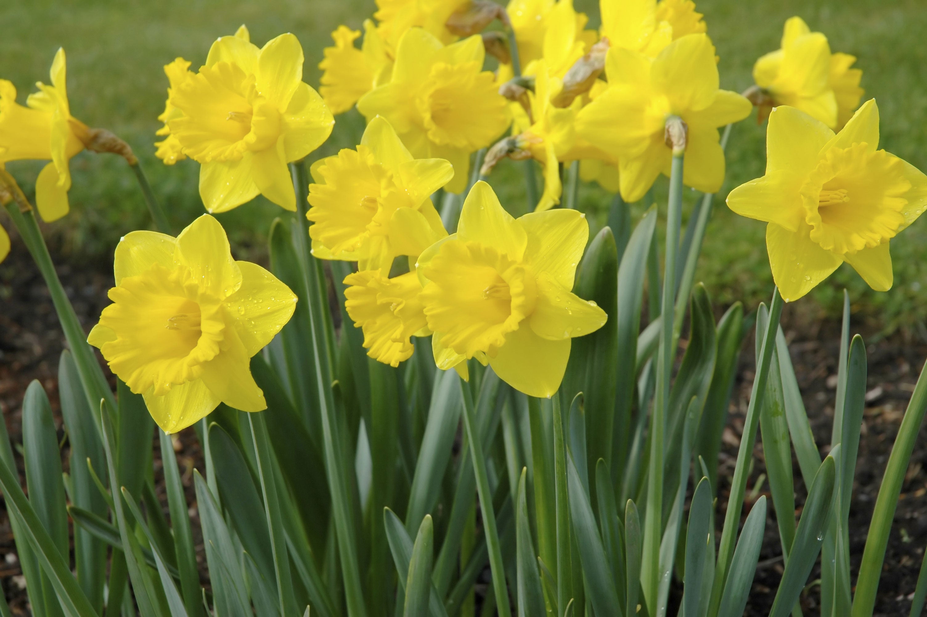 Bulb Planting Guide