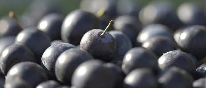 Damson Gin