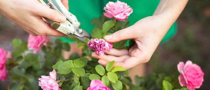 Deadheading the Garden