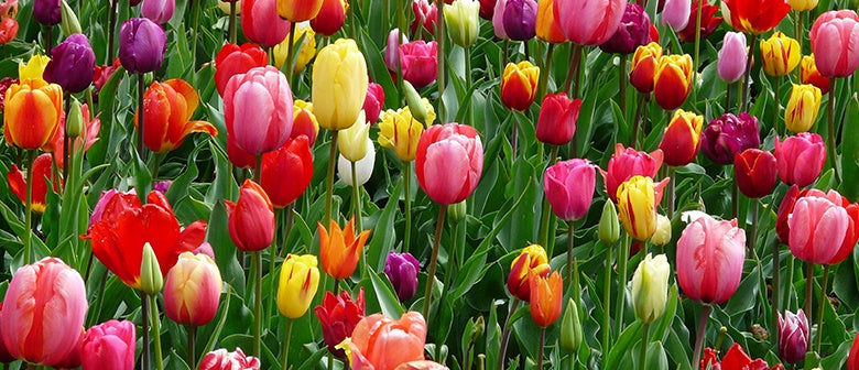 FAQs Spring Bulbs