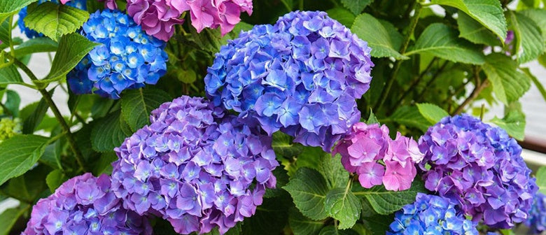 Hydrangea nz store