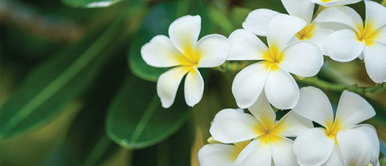 How to Grow Frangipani