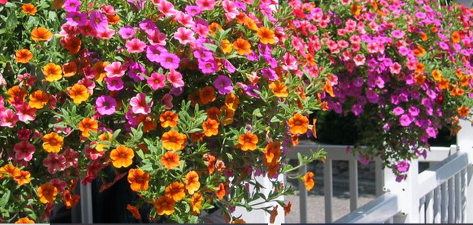 How to Grow in Hanging Baskets