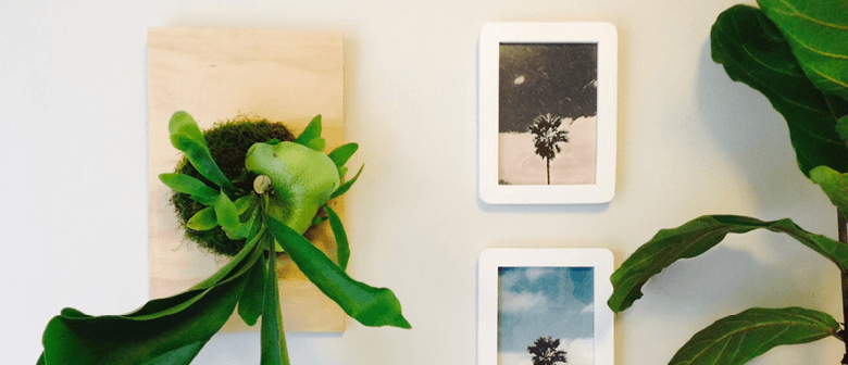 DIY: Staghorn Fern Mount