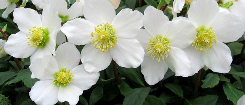 Winter Colour - Hellebores