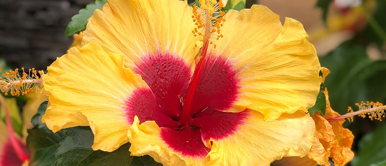 How to Grow Hibiscus