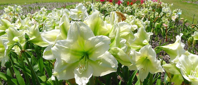 Happy Hippeastrum Planting Tips