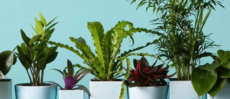 How to Grow Houseplants