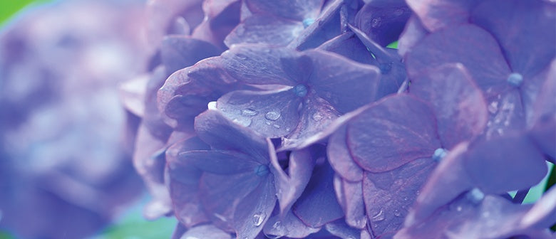 How to Prune Hydrangeas