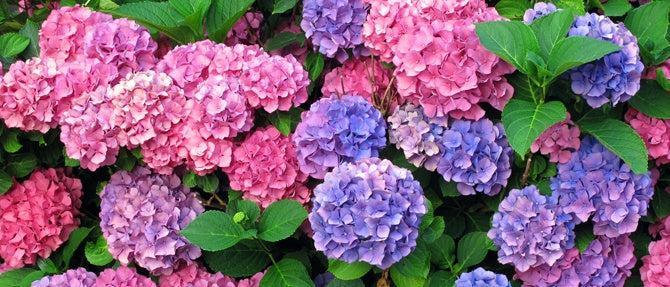 Colouring Hydrangeas