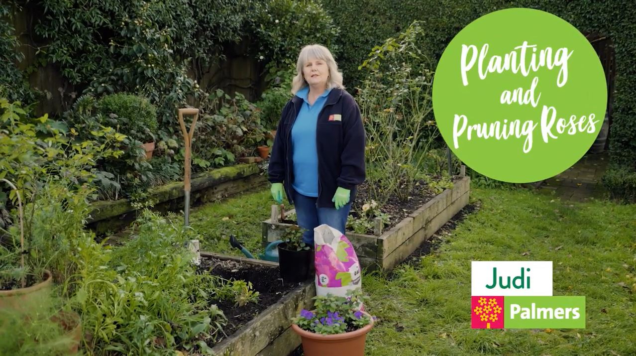 Planting and Pruning Roses