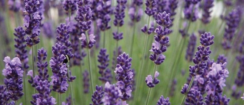 English, French and Spanish Lavender
