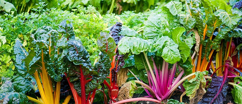 How to Grow Leafy Greens