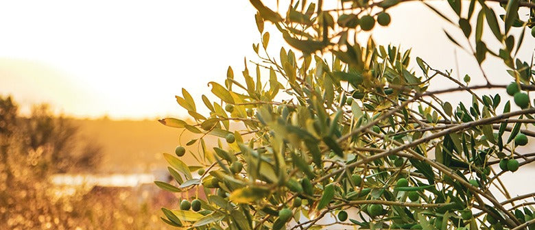 Olive Trees