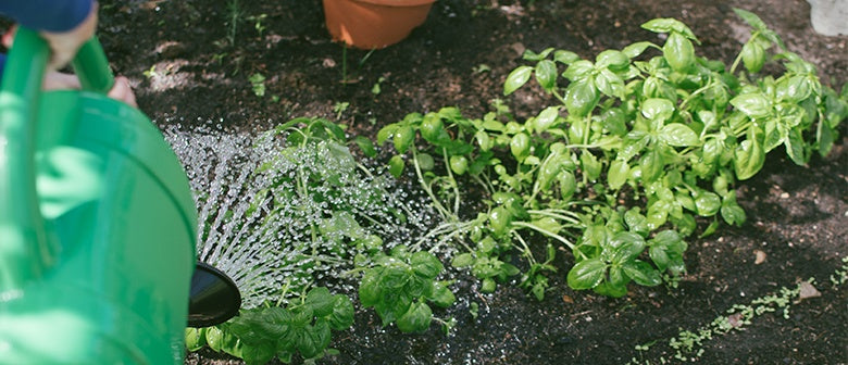 Planting 101 - Getting your plants in the ground