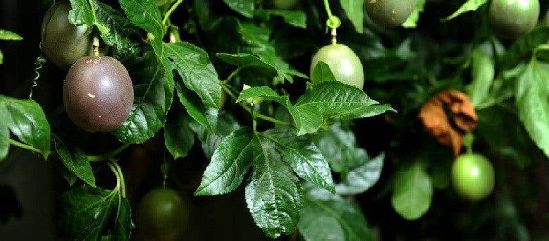 Your Gardening Questions Answered - January