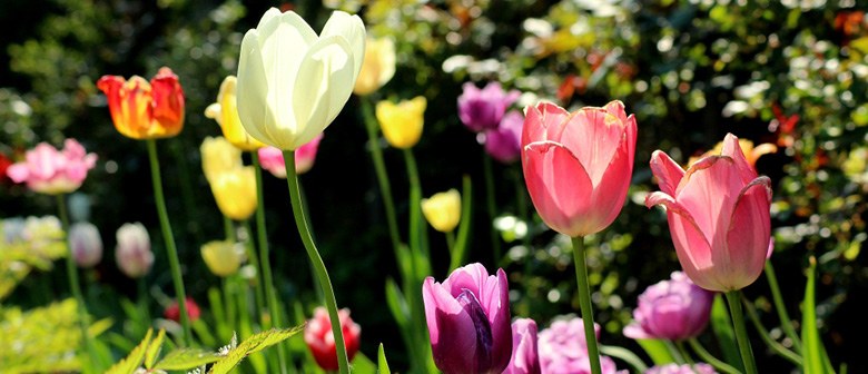 Preparing Your Garden for Spring