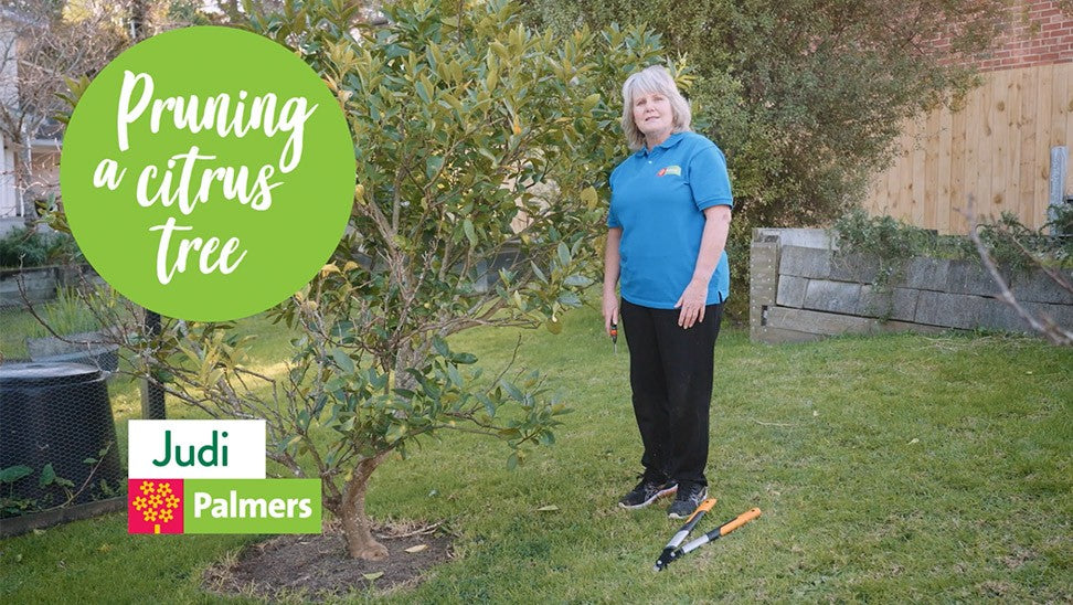 How to Prune Citrus Trees