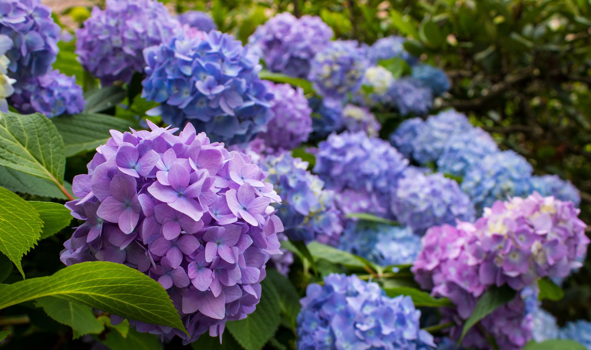 The Guide to Healthy Hydrangeas