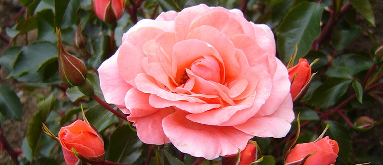 Year Round Rose Care