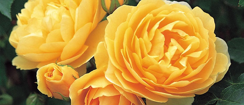 Our Rose Buyer's Top Picks