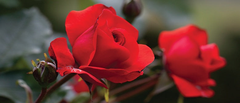 What's Wrong with my Rose?