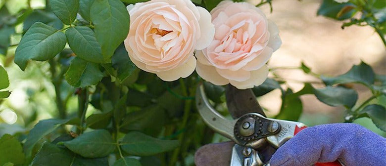 Rose Pruning for Beginners