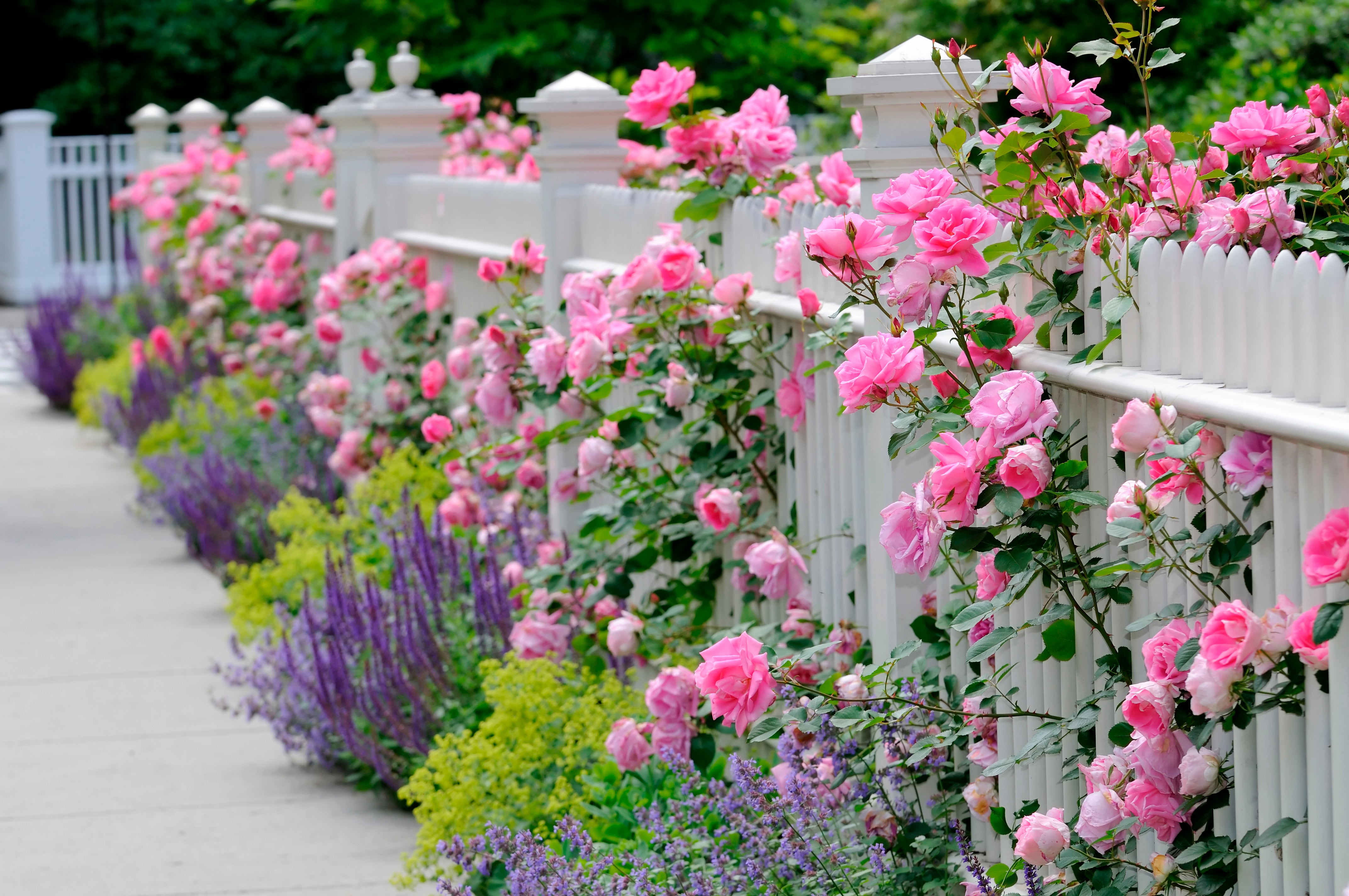 How to Train & Prune Climbing & Bush Roses