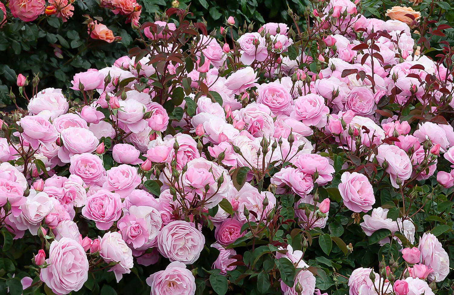 How to Grow Bush Roses