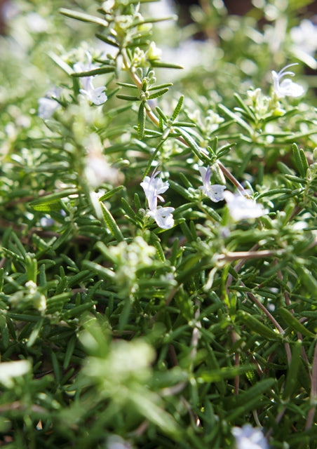 How to Grow Rosemary