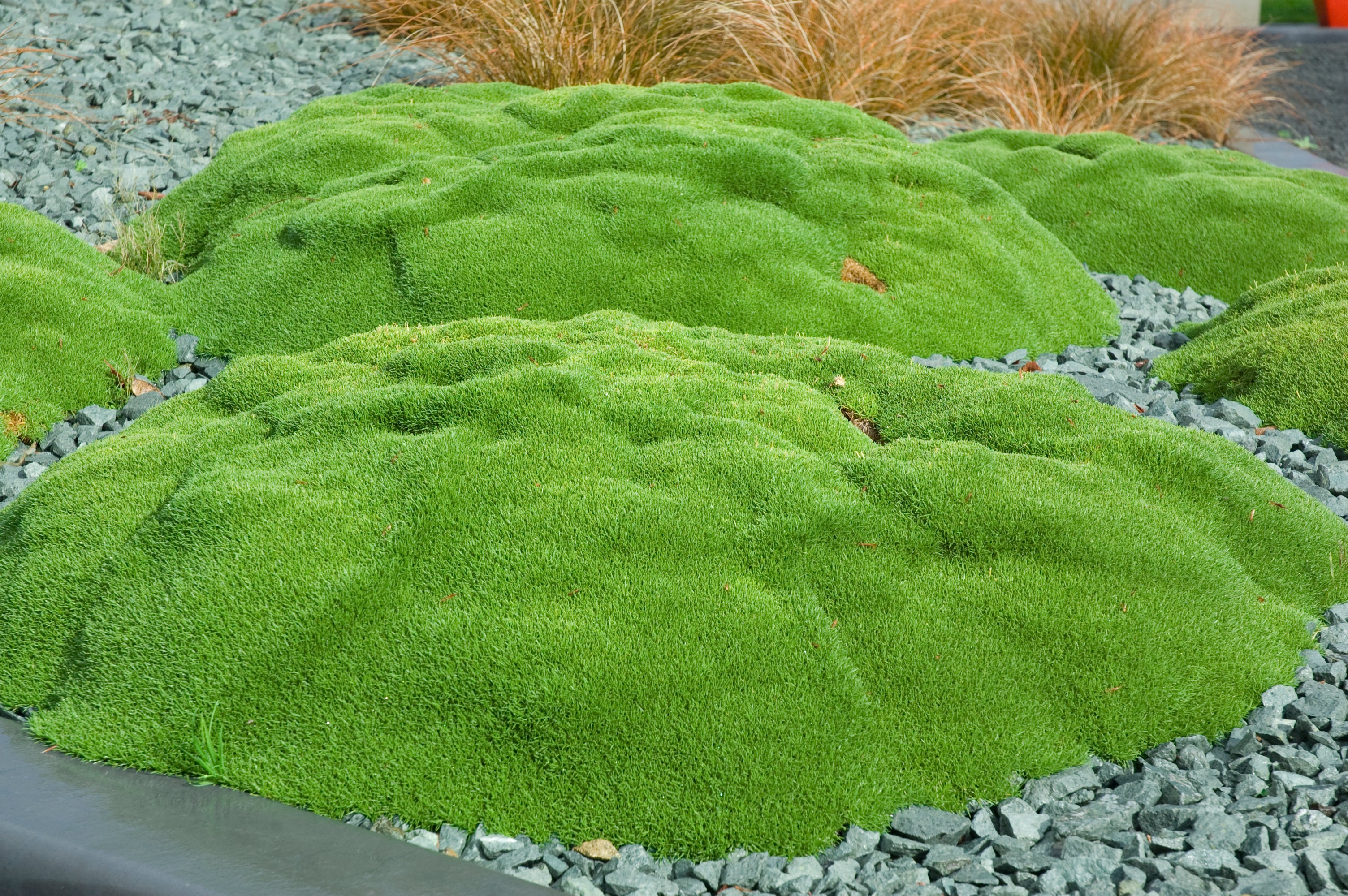 Nicola's Garden: Glorious Ground Cover
