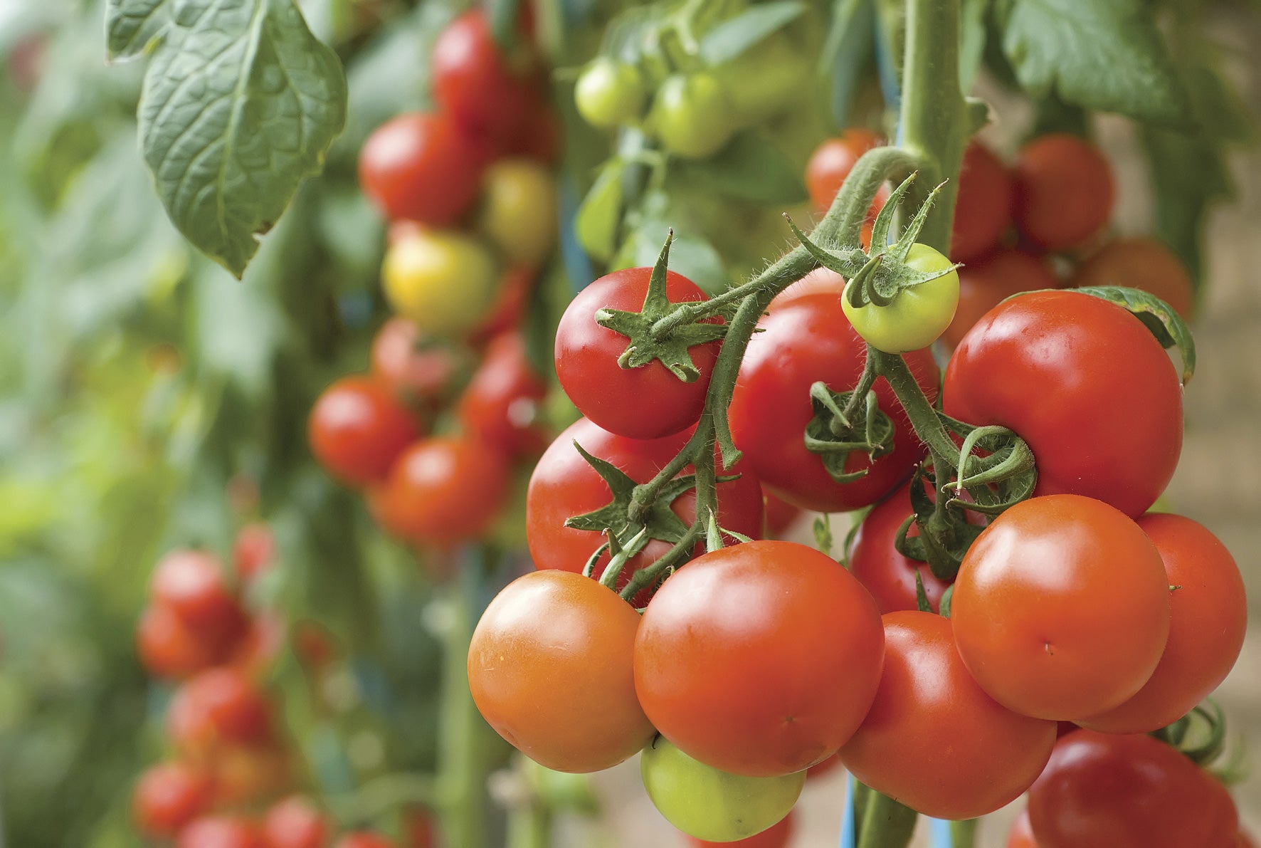 How to Grow Grafted Tomatoes