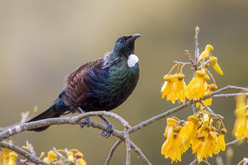 How to Attract Birds to Your Garden